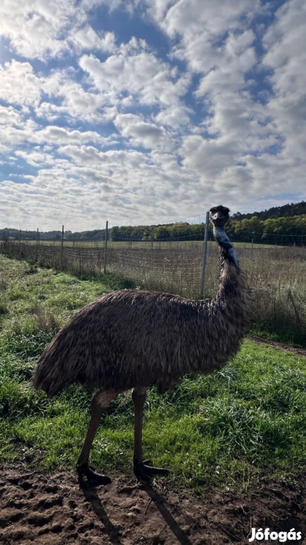 Emu pár eladó