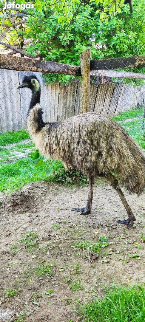 Emu tojó Eladó!