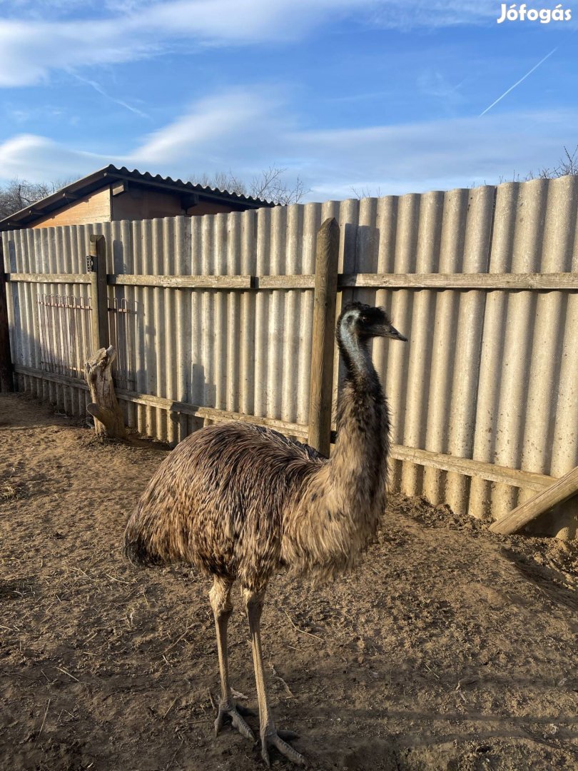 Emu tojó eladó vagy kakasra cserélhető