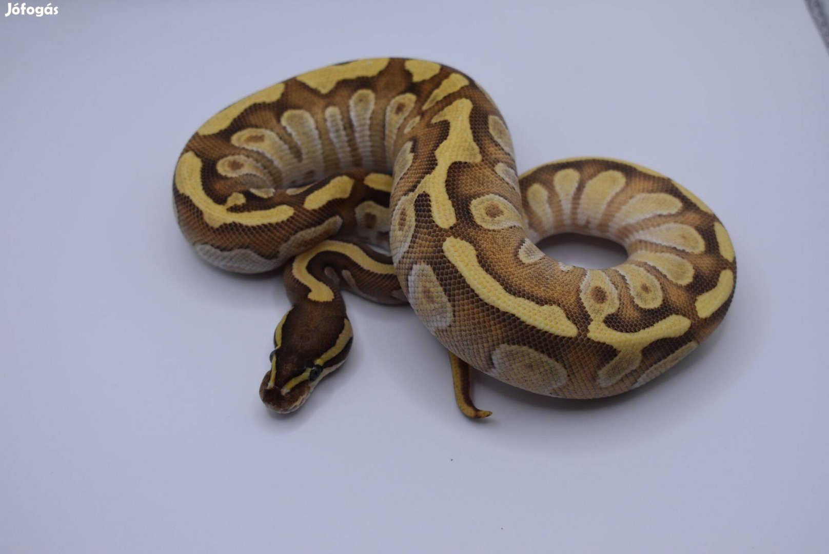 Enchi mojave királypiton - Python regius