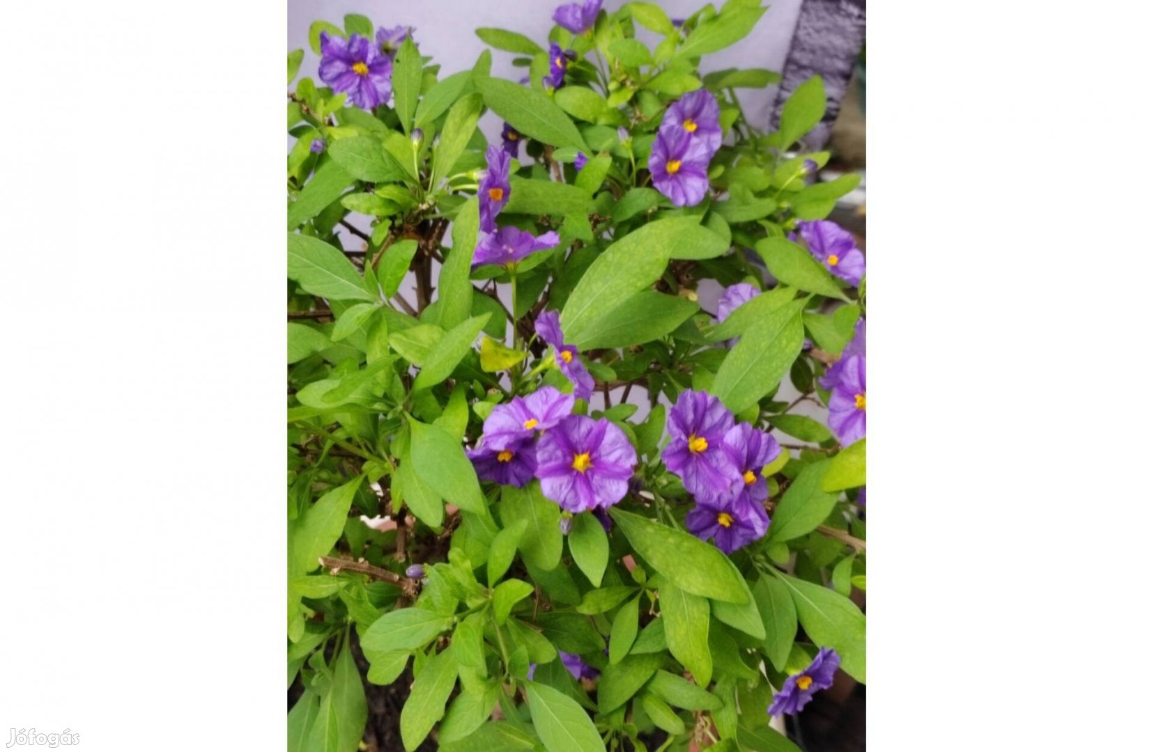 Encián-Lycianthes rantonetti csemete