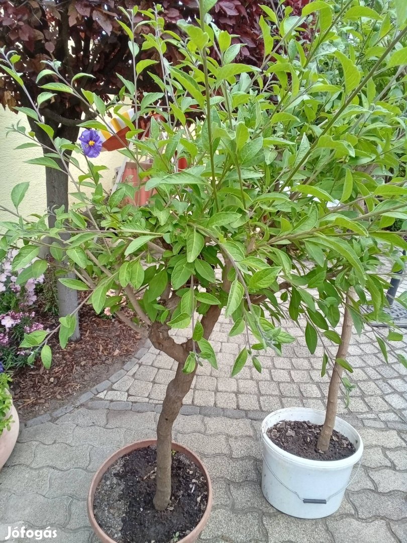 Encian fa növény 