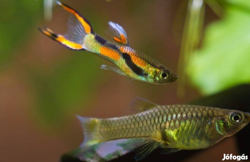 Endler-guppik ingyen elvihető