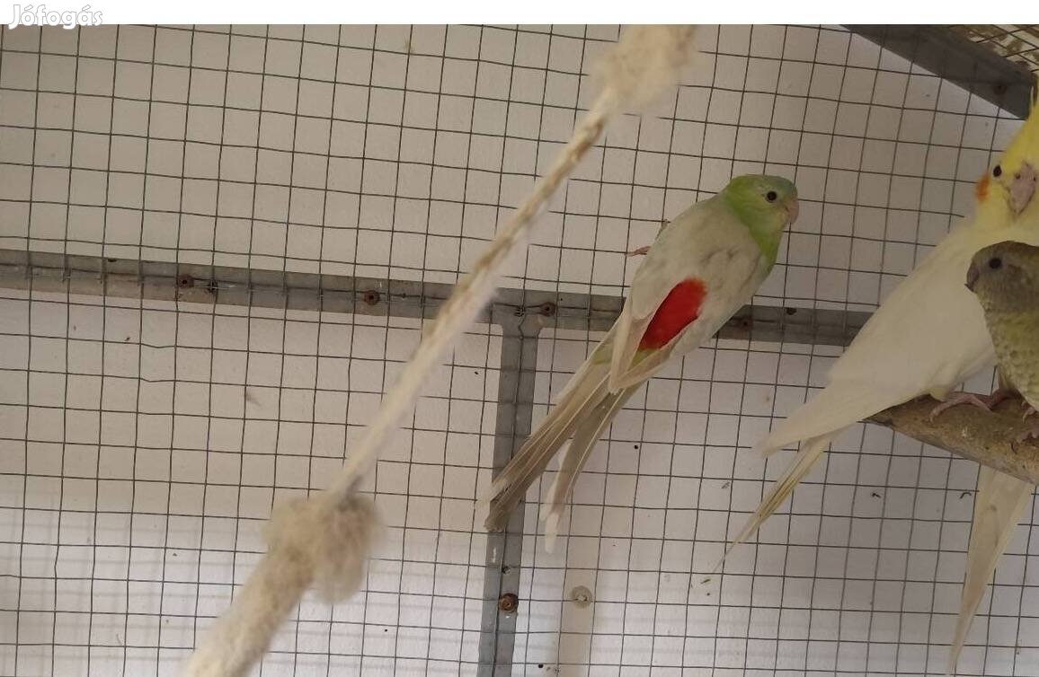 Énekes papagáj eladó