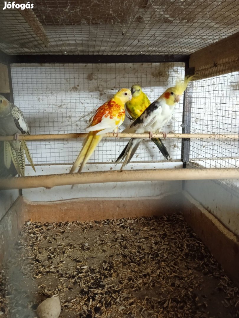 Énekes papagáj hímeket cserélném tojókra
