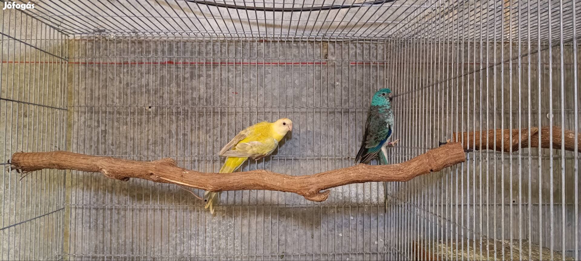 Énekes papagáj párok