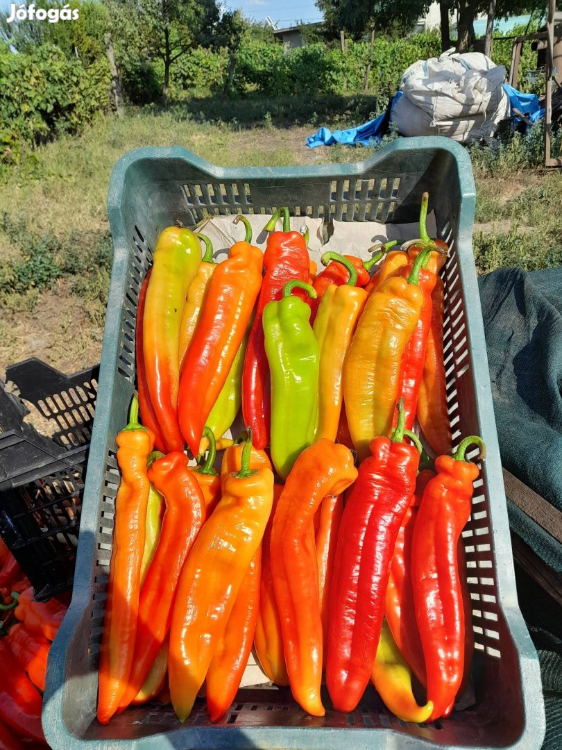 Enyhén csípős paprika eladó 250ft/kg