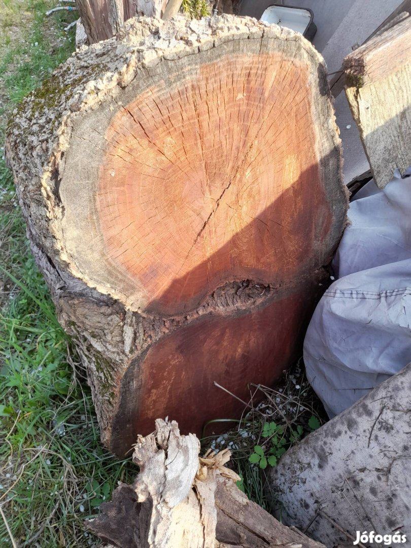 Eperfa,tiszafa rönk utoljára