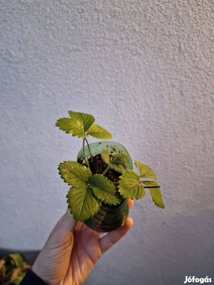 Eperpalánta konténerben, földieper palánta, szamóca, eper,