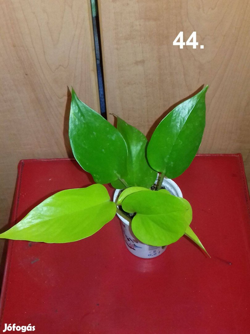 Epipremnum golden pothos 44.sz