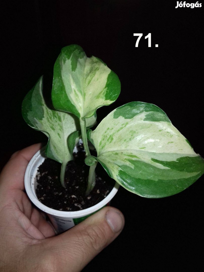 Epipremnum happy leaf 71. sz