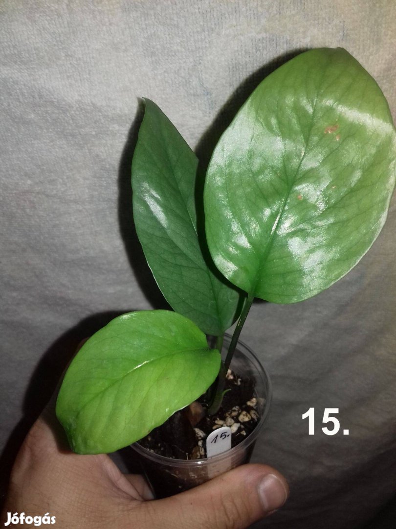 Epipremnum pinnatum cebu blue 15.sz