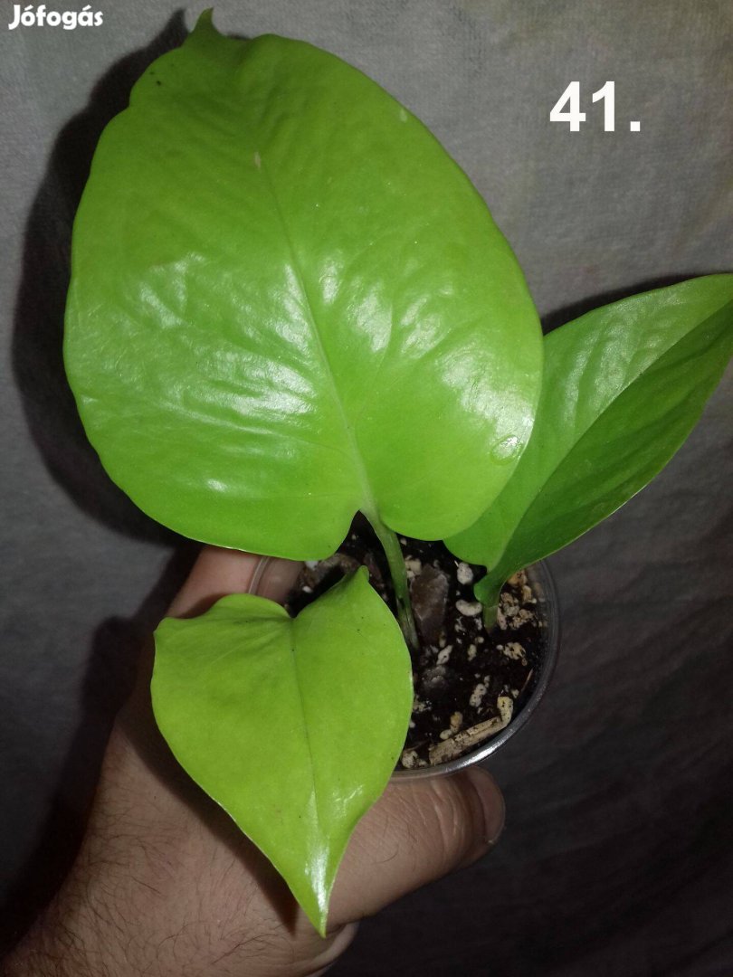 Epipremnum pinnatum golden pothos 41.sz