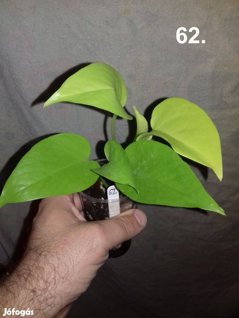 Epipremnum pinnatum golden pothos 62.sz