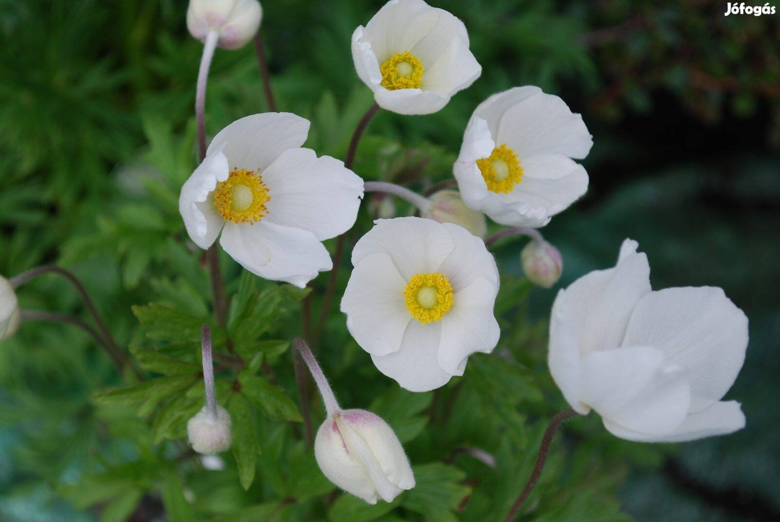 Erdei szellőrózsa Anemone silvestris