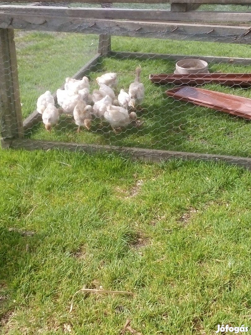 Erdélyi kopasznyakú csirkék eladó