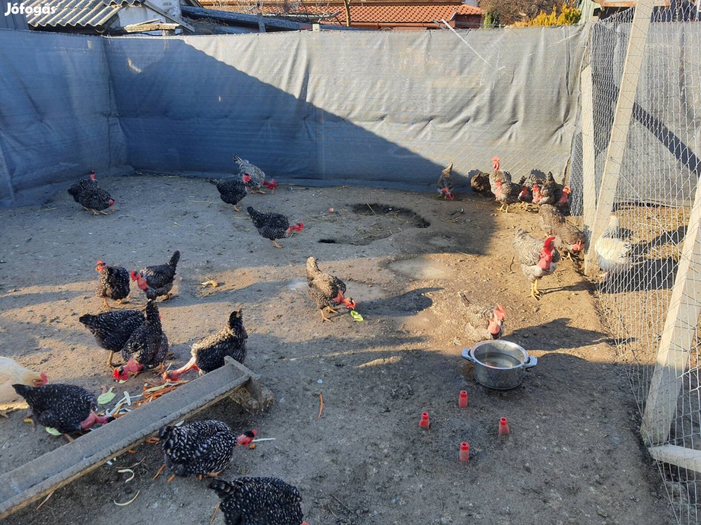 Erdélyi kopasznyakú kendermagos keltetni való tojás eladó