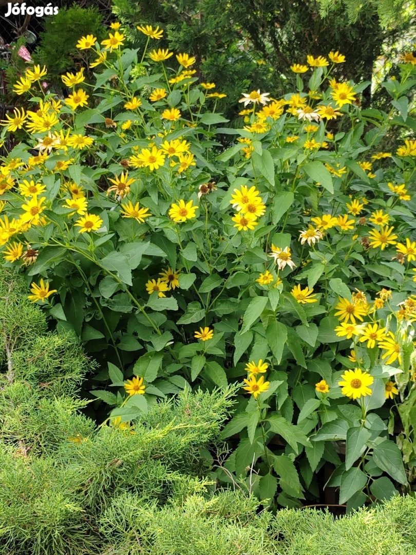 Érdes napszemvirág - Heliopsis helianthoides