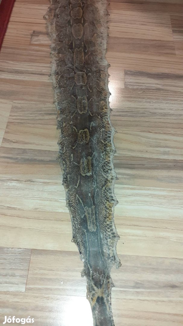 Eredeti kigyóbőr 190 cm hosszú