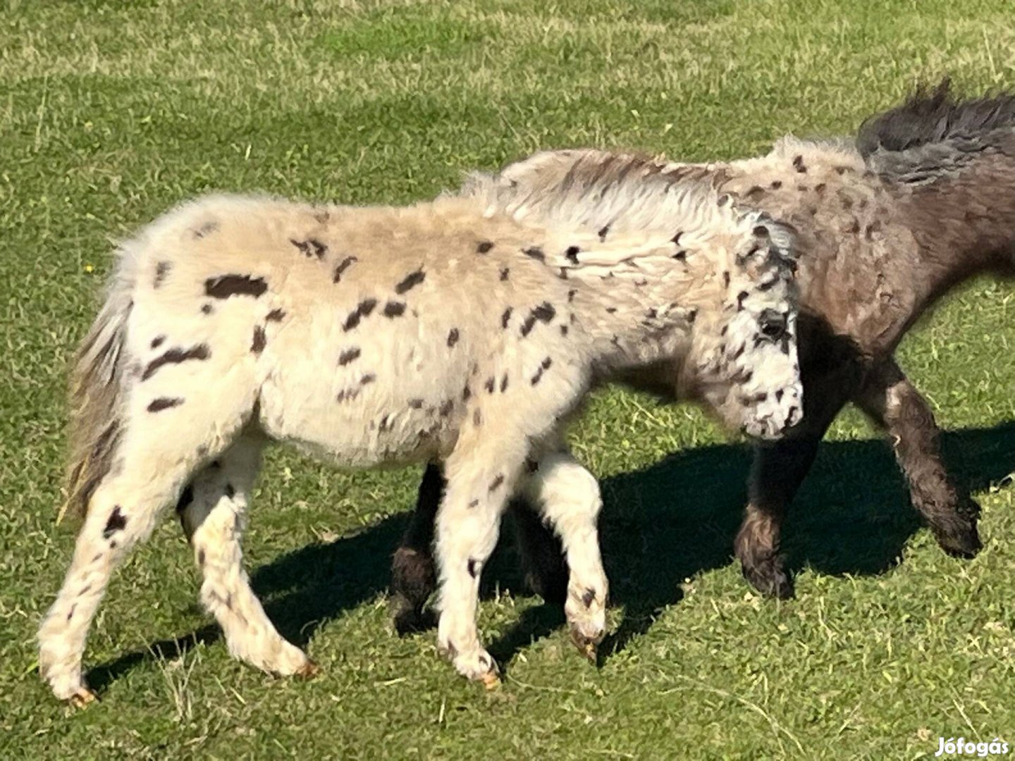 Eredeti pöttyös mini póni lovacska