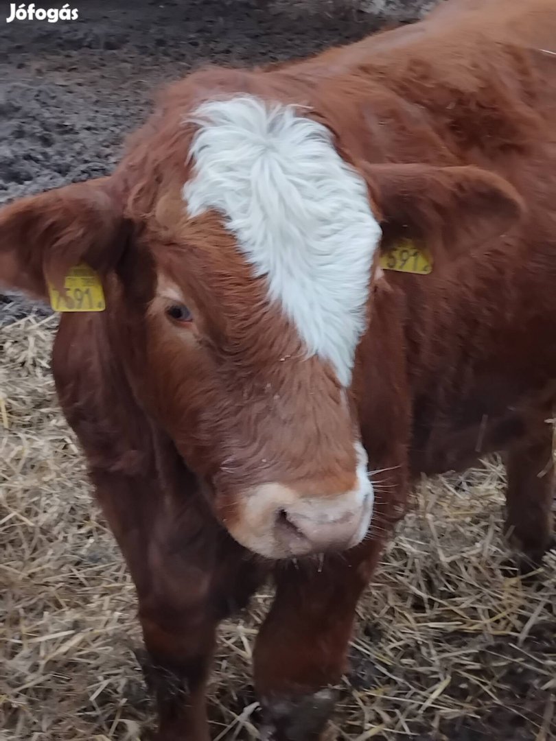 Érett marhatrágya eladó kiszállítással!