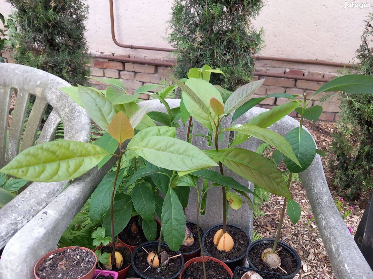 Erős egészséges avokado növények 30-35cm nagyságba