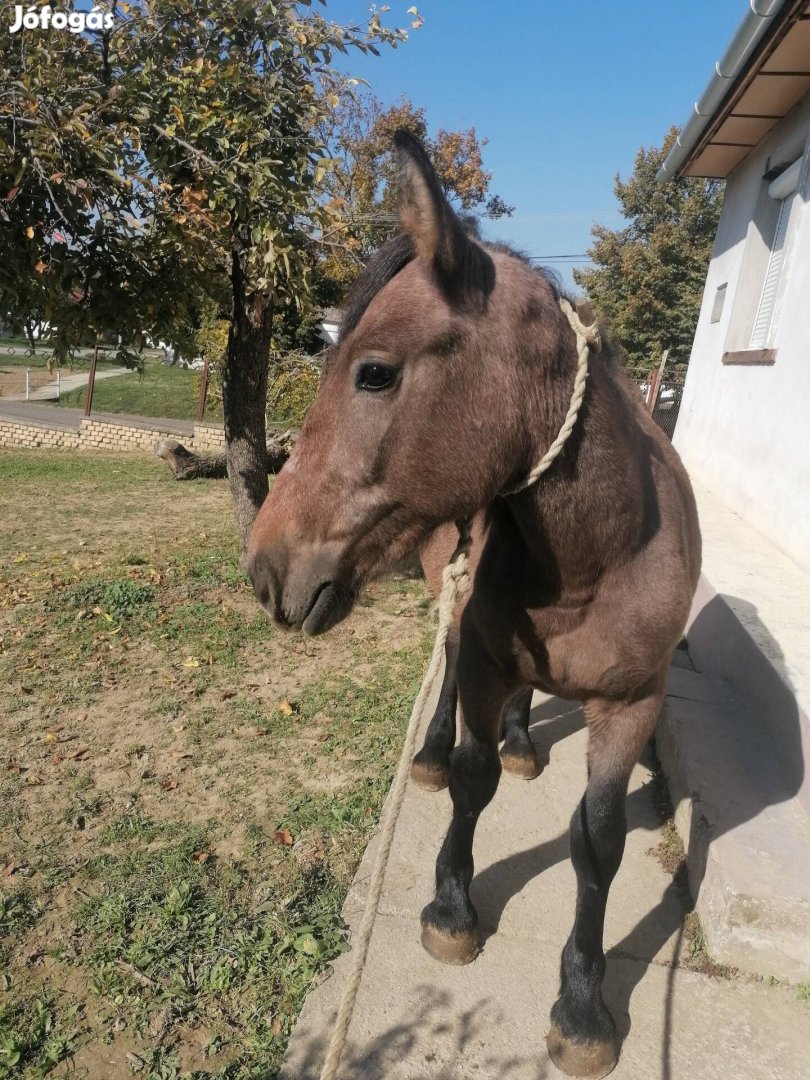 Erősen sodrott, szelíd csődör csikó eladó, csere... 