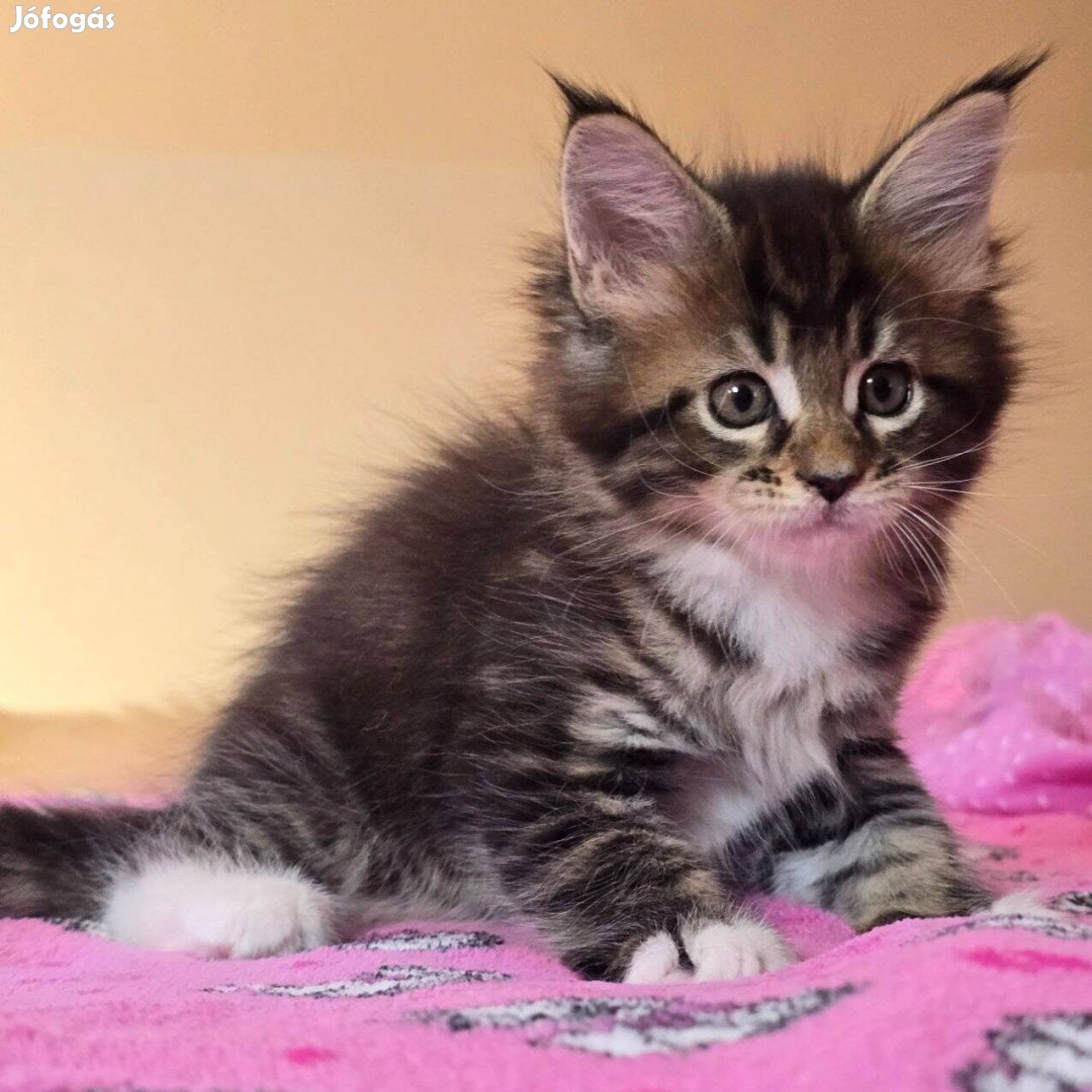 Erzsébet Kincse Dorothy Maine Coon kislány tenyésztőtől