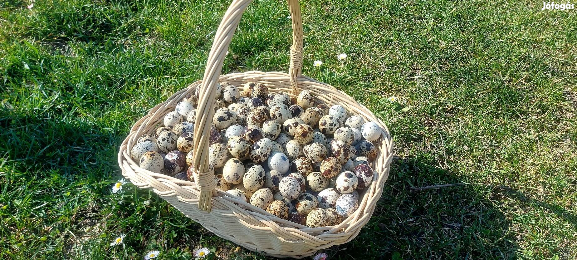 Étkezési Fürjtojás!