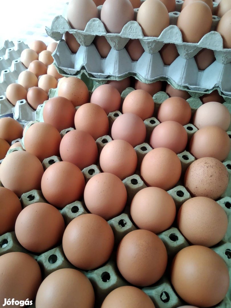 Étkezési tojás Termelői tojás