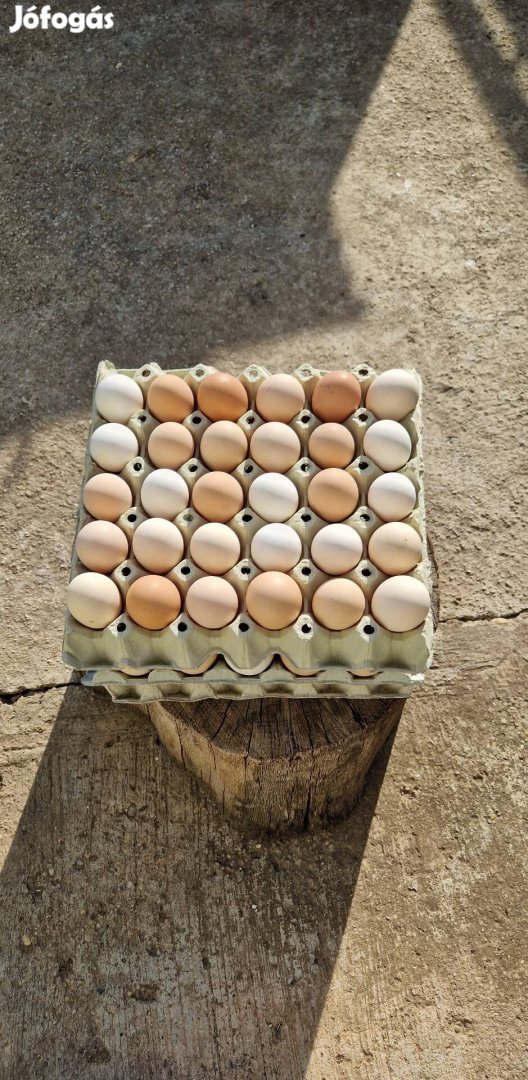 Étkezésre illetve keltetésre alkalmas tojások eladóak