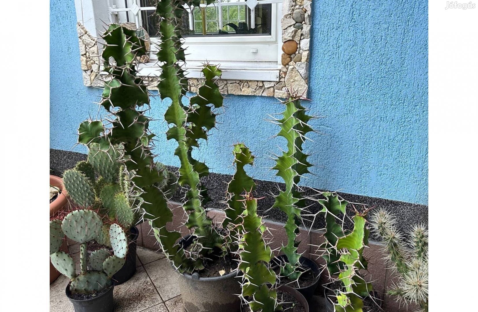 Euphorbia grandicornis és nagy méretű kaktuszok