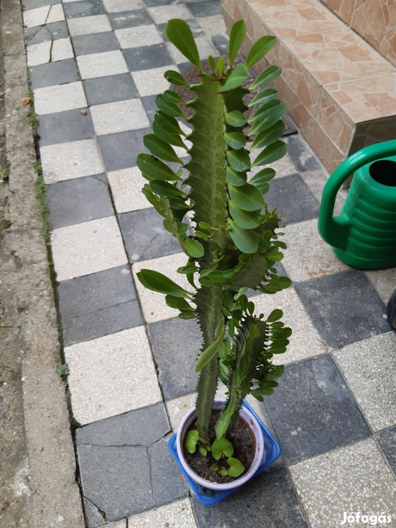 Euphorbia kaktusz, Kutyatej, dupla tő!
