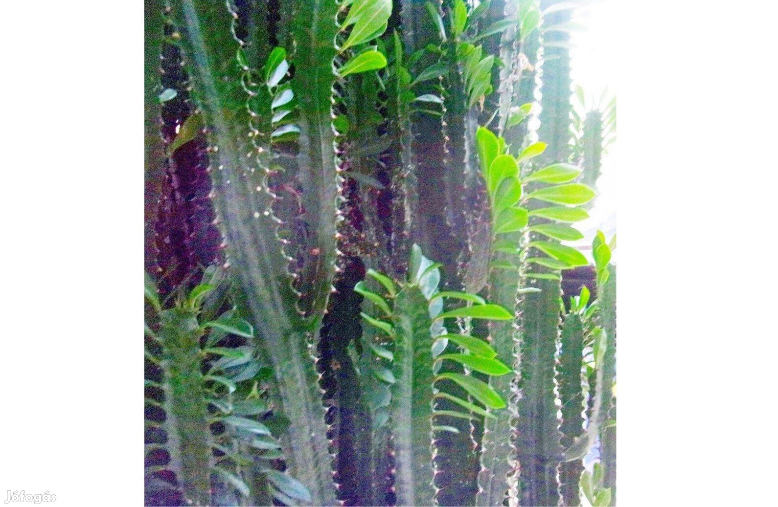 Euphorbia kutyatej kaktusz hajtások Újpest központ közelében