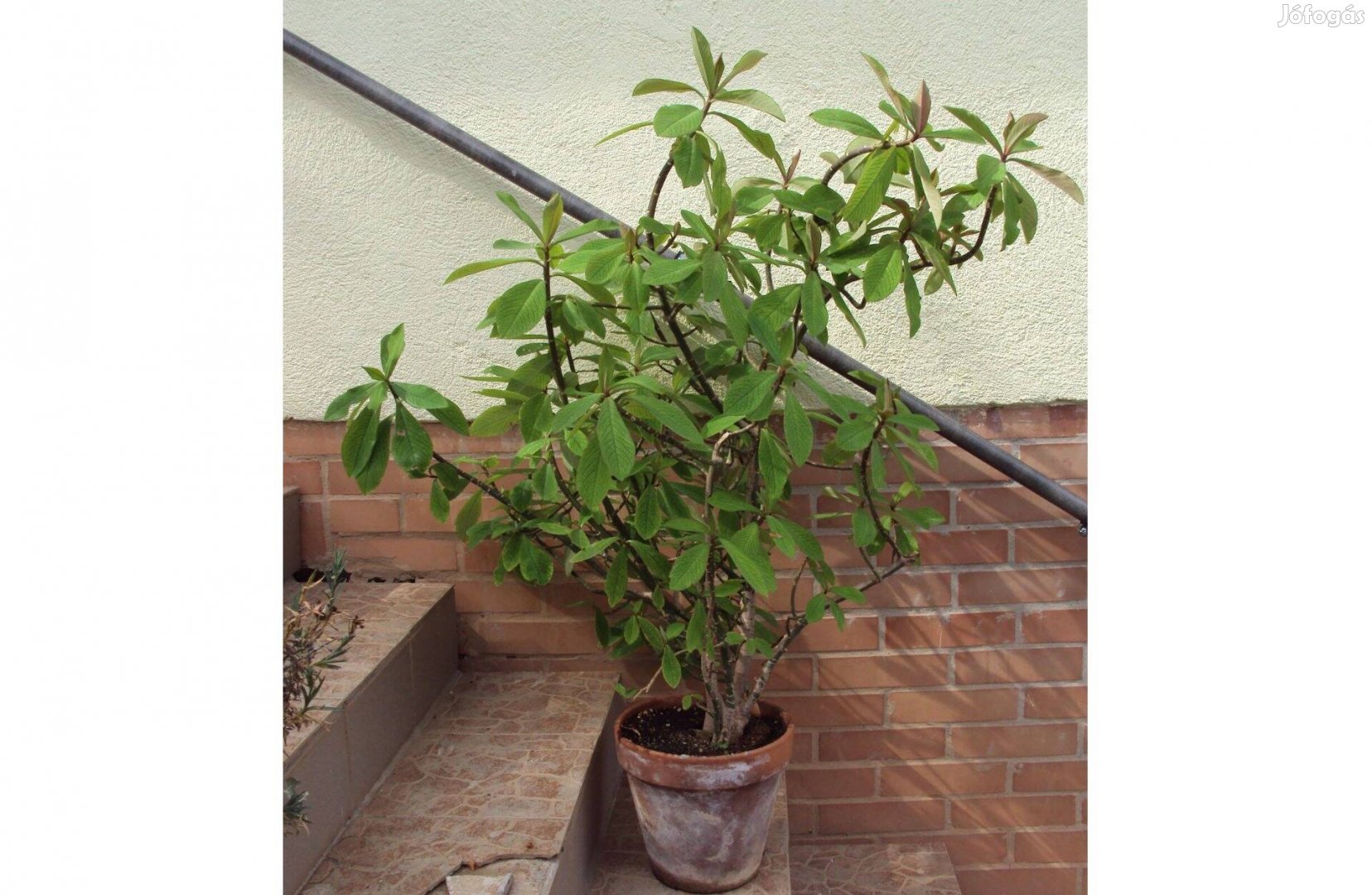 Euphorbia umbellata