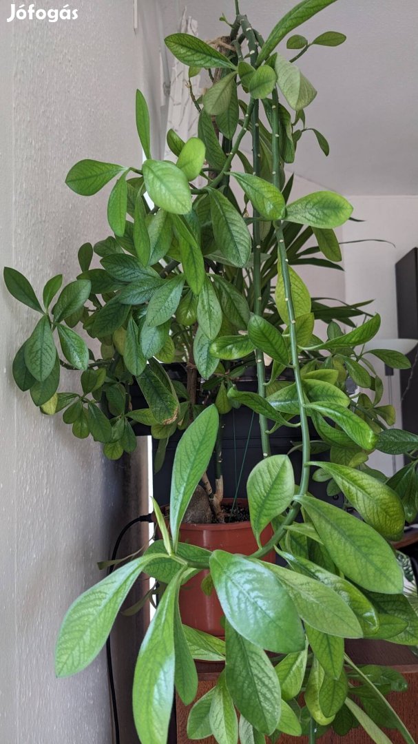 Euphorbia umbellata gumifa helyhiány miatt elvihető 