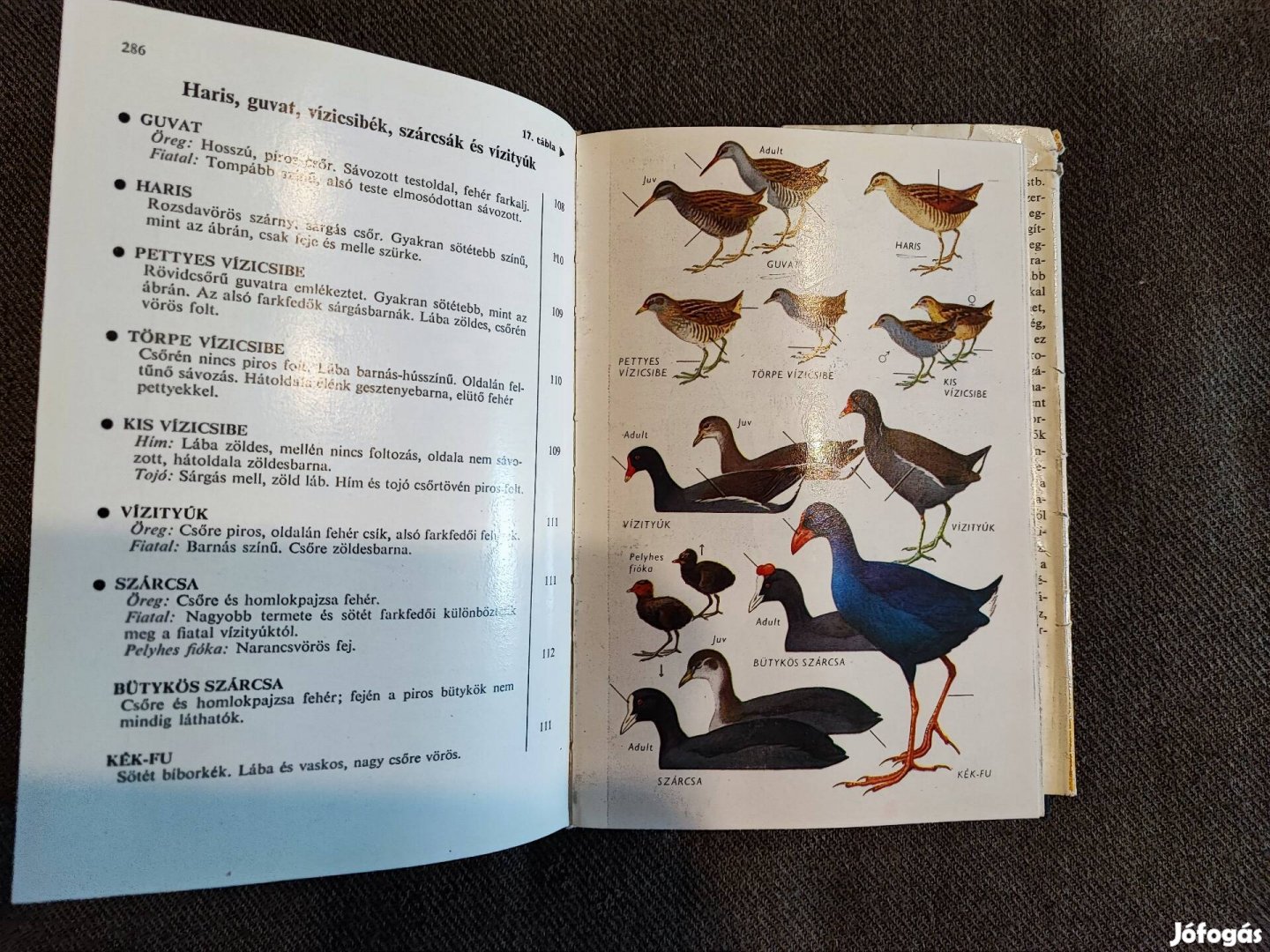 Európa madarai könyv 