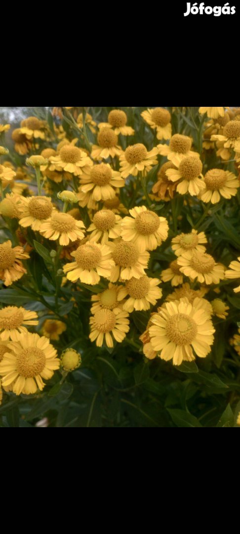 Évelő Őszi napfényvirág sz.gyökeres palánta Helenium