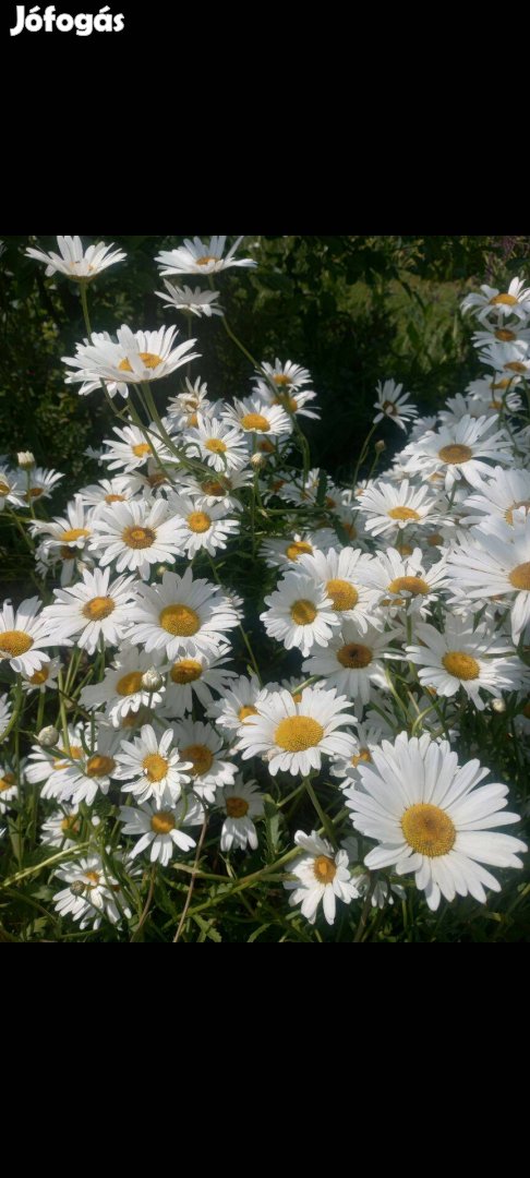 Évelő Réti margaréta palánta szabadgyökeresen