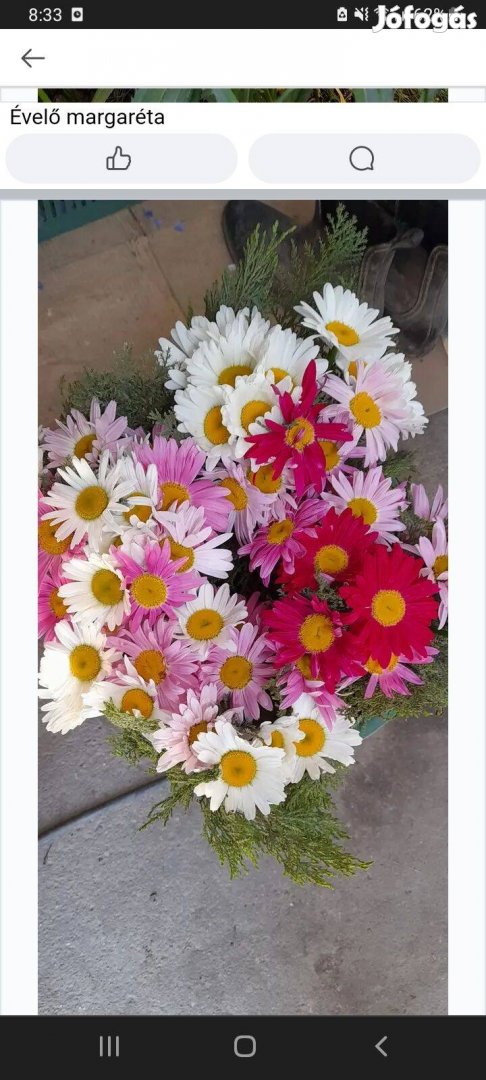 Évelő Virágtövek palánták eladók. Törökszegfű Margaréta stb