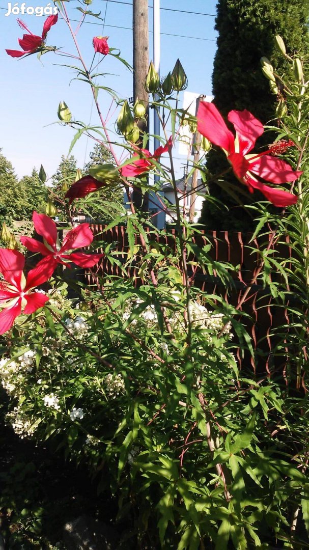 Évelő hibiszkusz magok a képeken látható színből eladó! 500 Ft