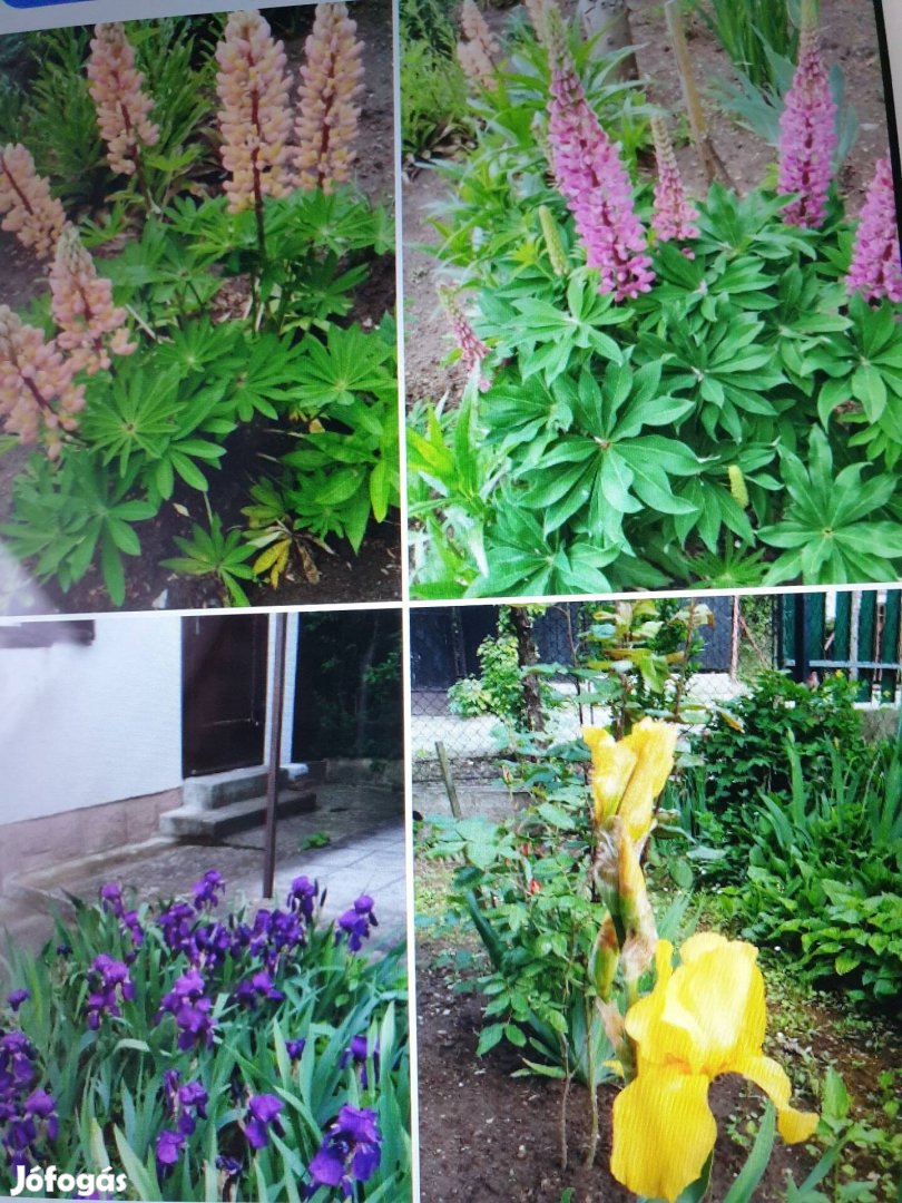 Évelő kerti növények eladók Xl.kerületben 