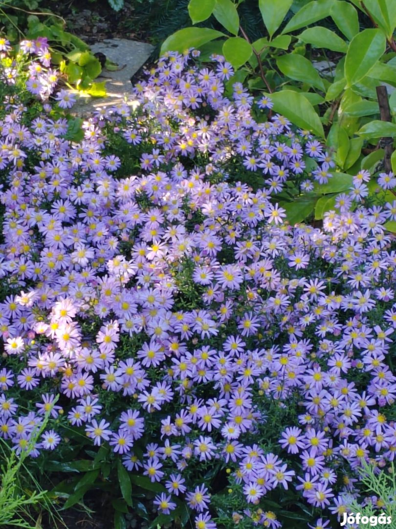 Évelő őszirózsa halványlila, Aster, cserépben