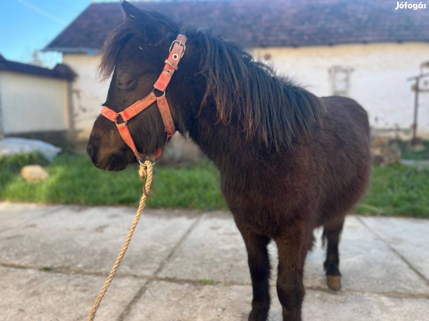 Éves poni mén csikó