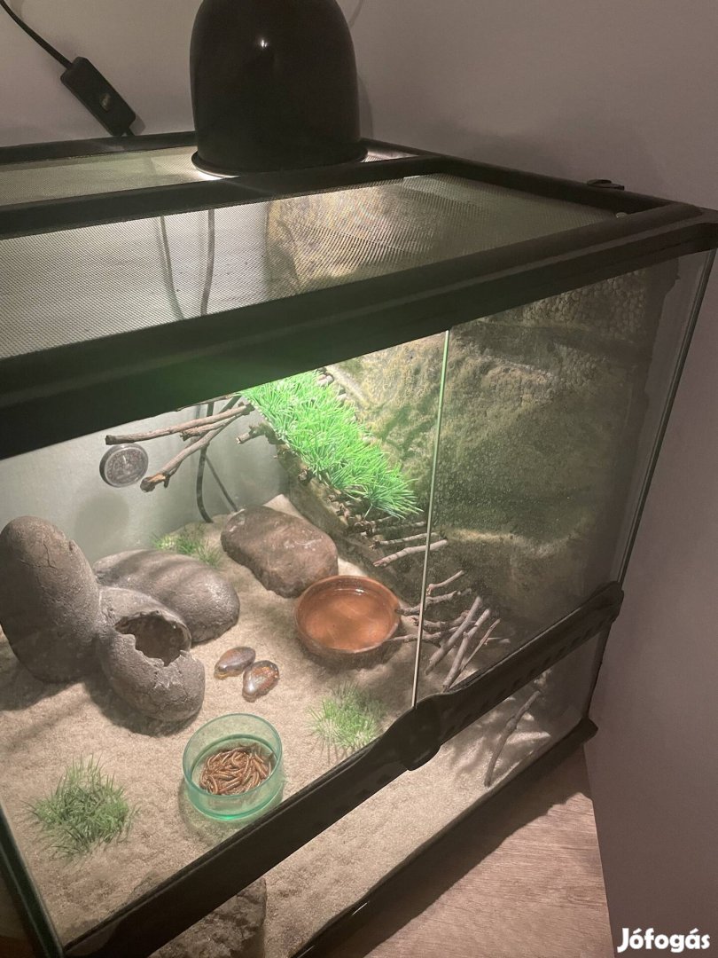 Exo terrarium leopard gekkoval egyutt