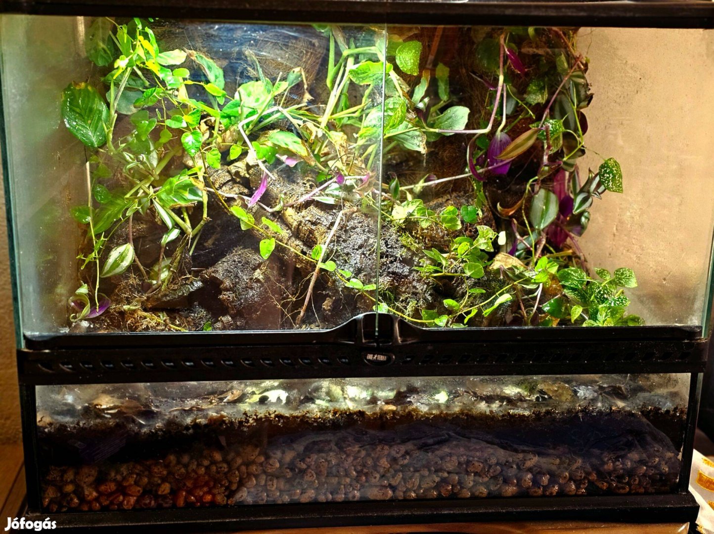 Exoterra berendezett terrárium
