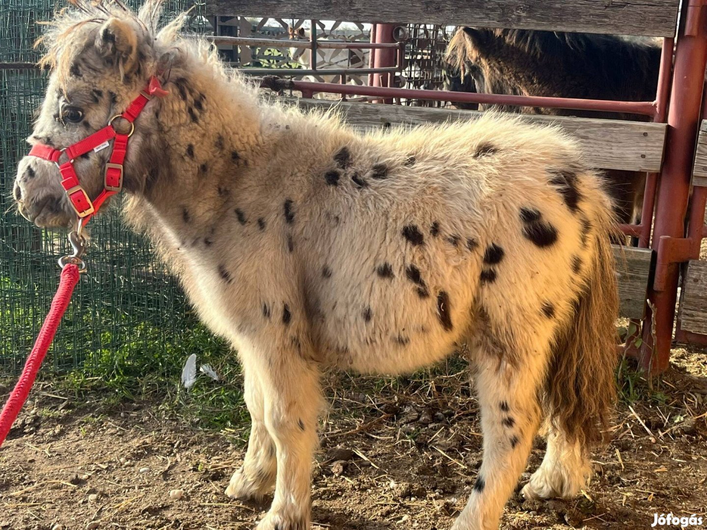 Extra cuki különleges színű mini pónik!