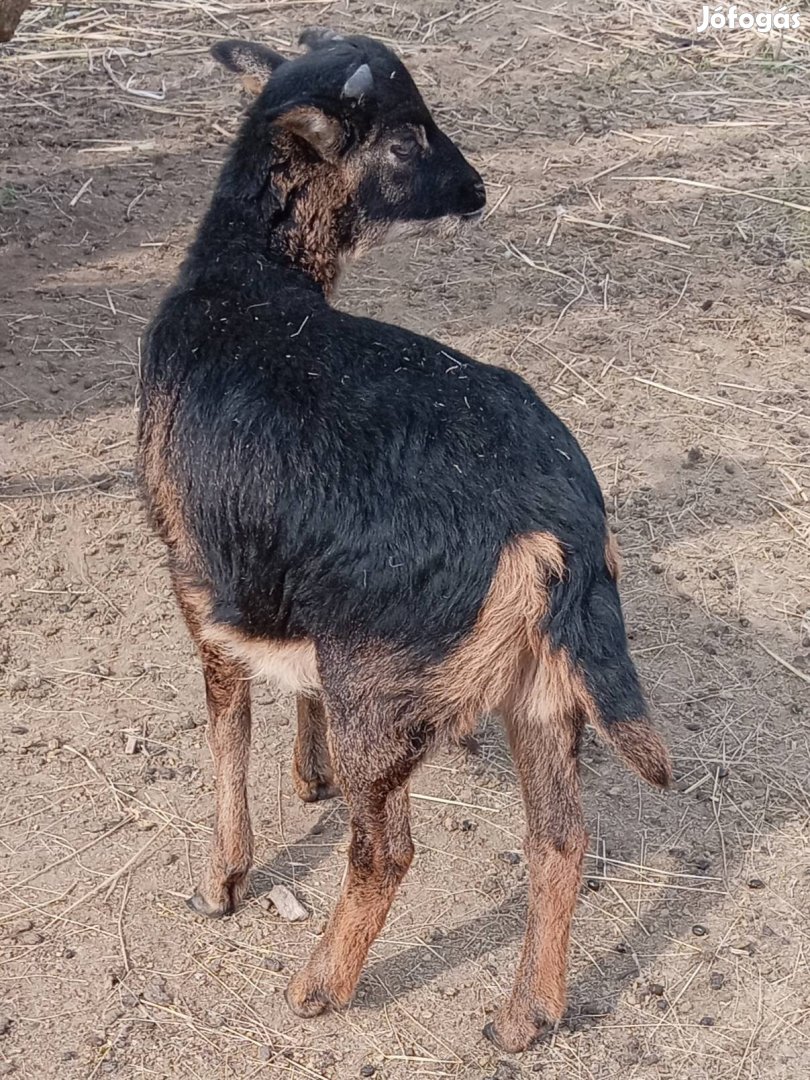 Extra kameruni kos bárány költözne