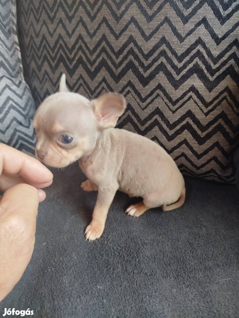 Extra mini lila csivava fajtiszta jellegű kan kiskutya