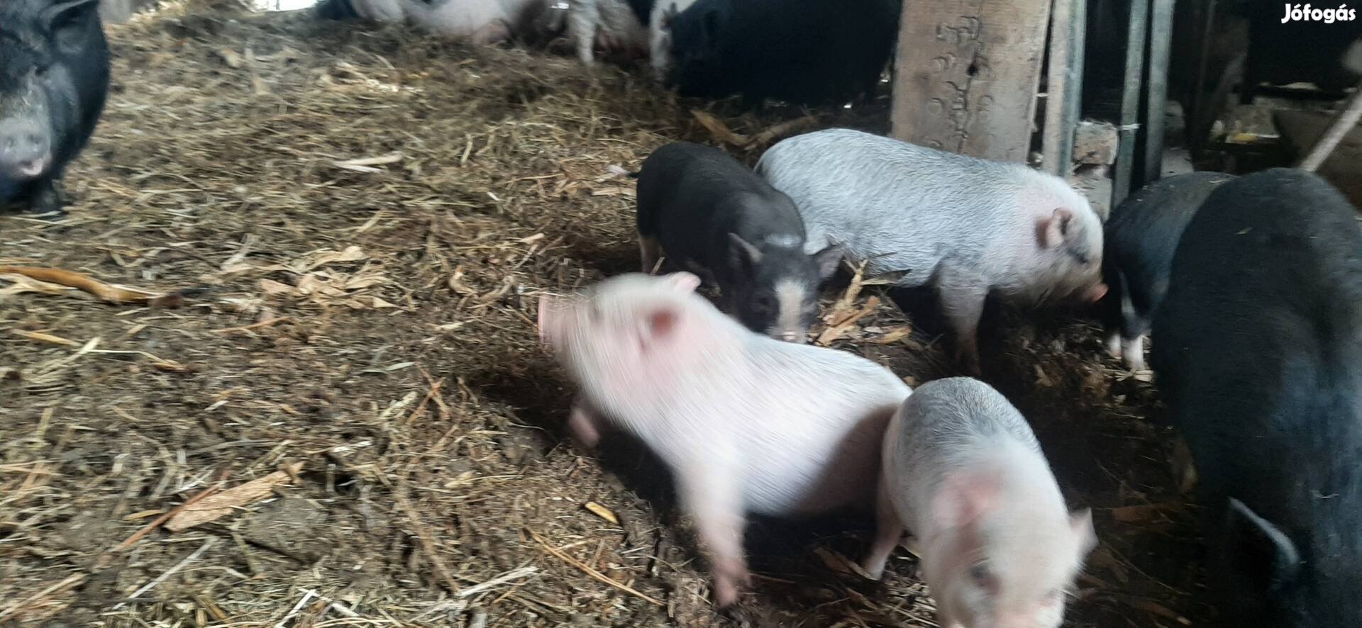 Extra mini vietnámi minnesotai keverék malacok keresik új